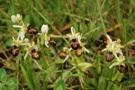 Ophrys x arachnitiformis